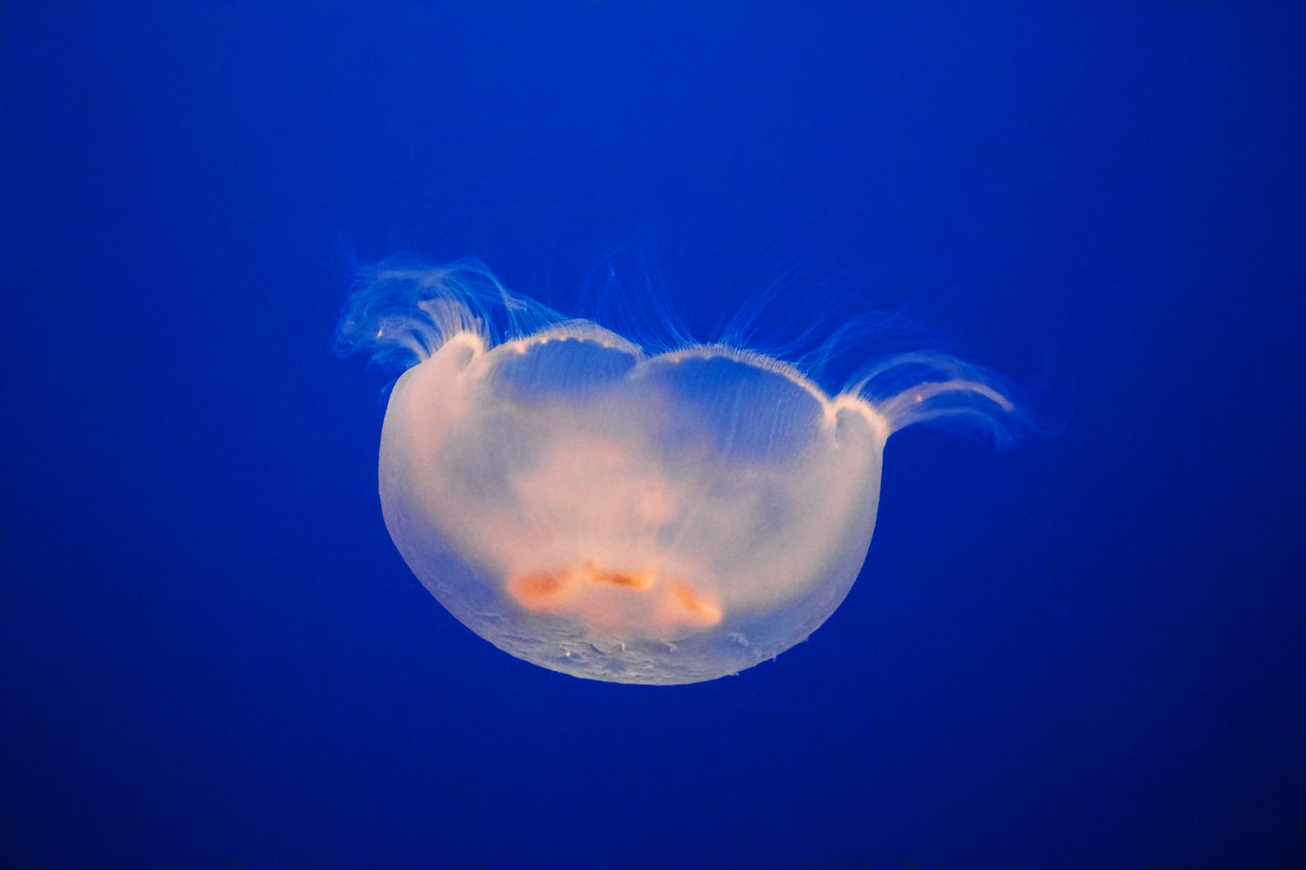 stunning jellyfish gently gliding underwater